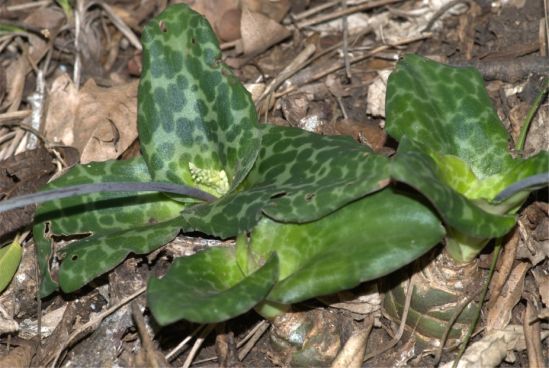 Ledebouria humifusa | PlantZAfrica